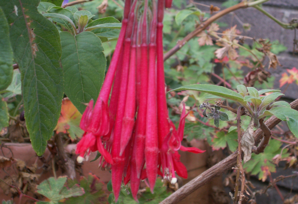 Fuchsia boliviana