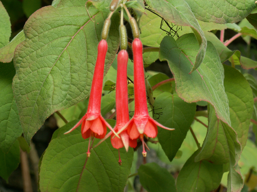 Fuchsia fulgens