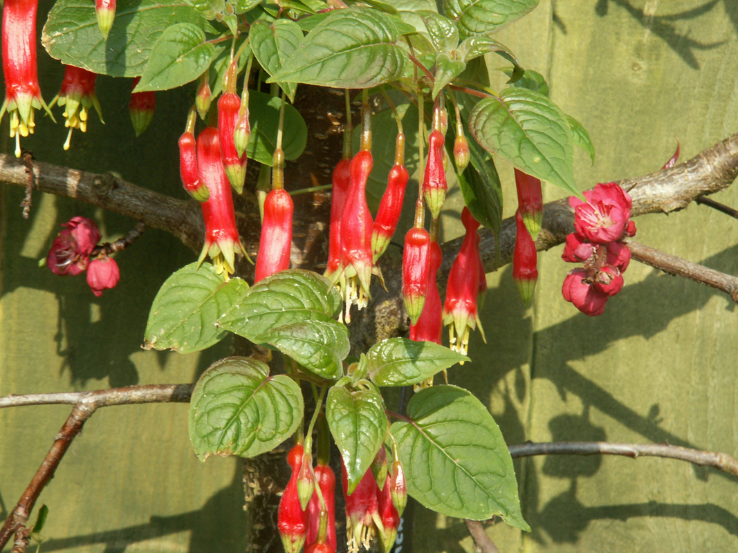 Fuschia splendens