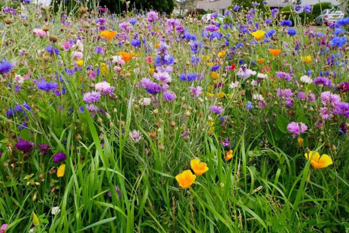 Powys Nature Recovery Action Plan Published