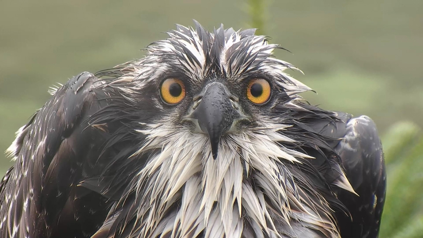 The Ospreys of Glaslyn Valley The Ospreys of Glaslyn Valley