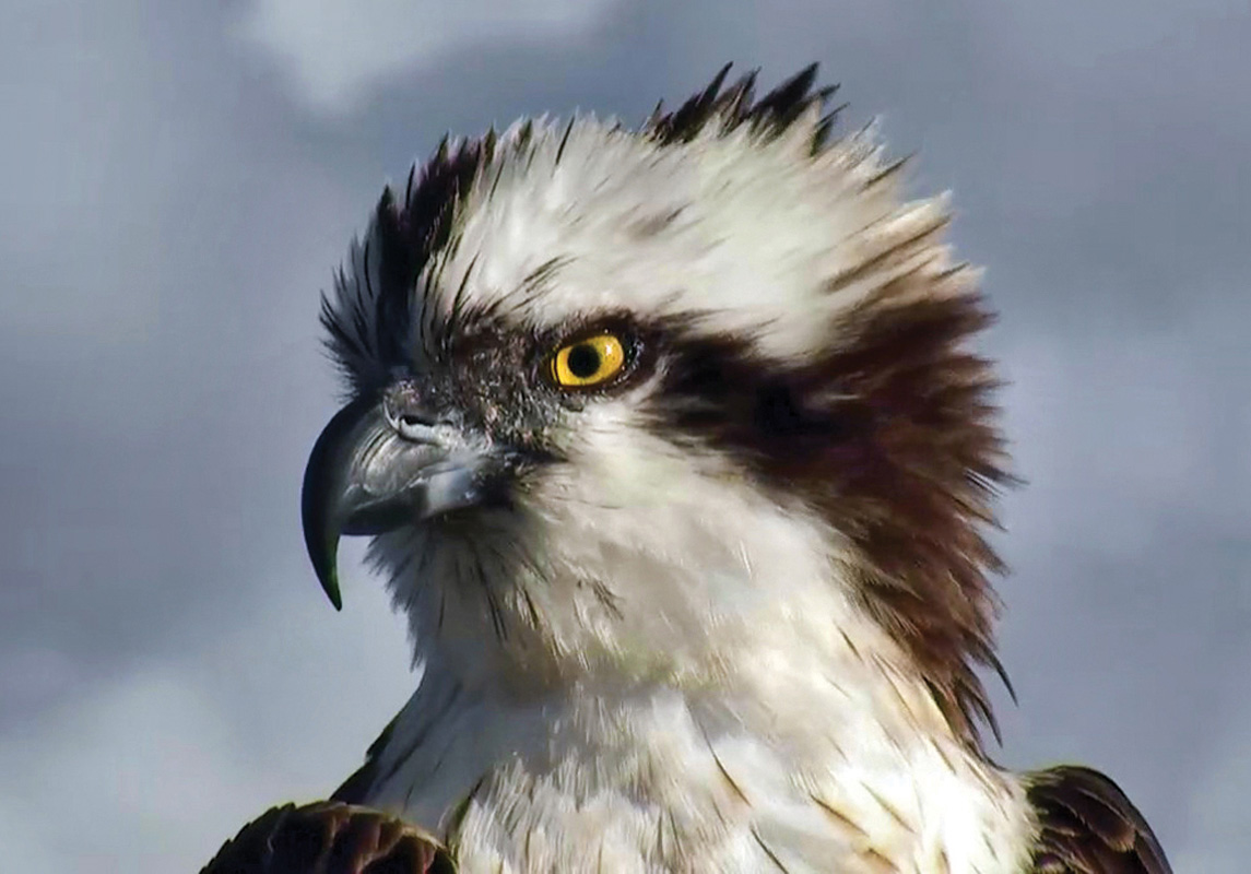 The original Glaslyn male. The original Glaslyn male.