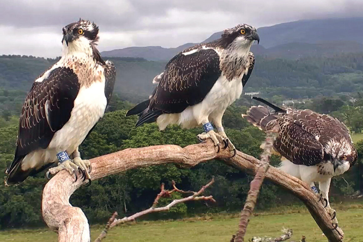 The Ospreys of Glaslyn Valley