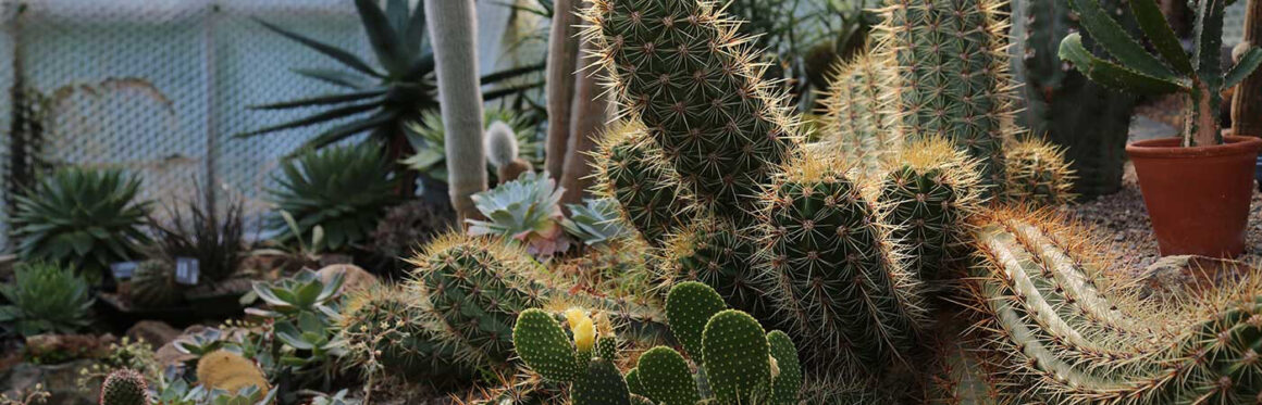 Treborth Botanic Garden