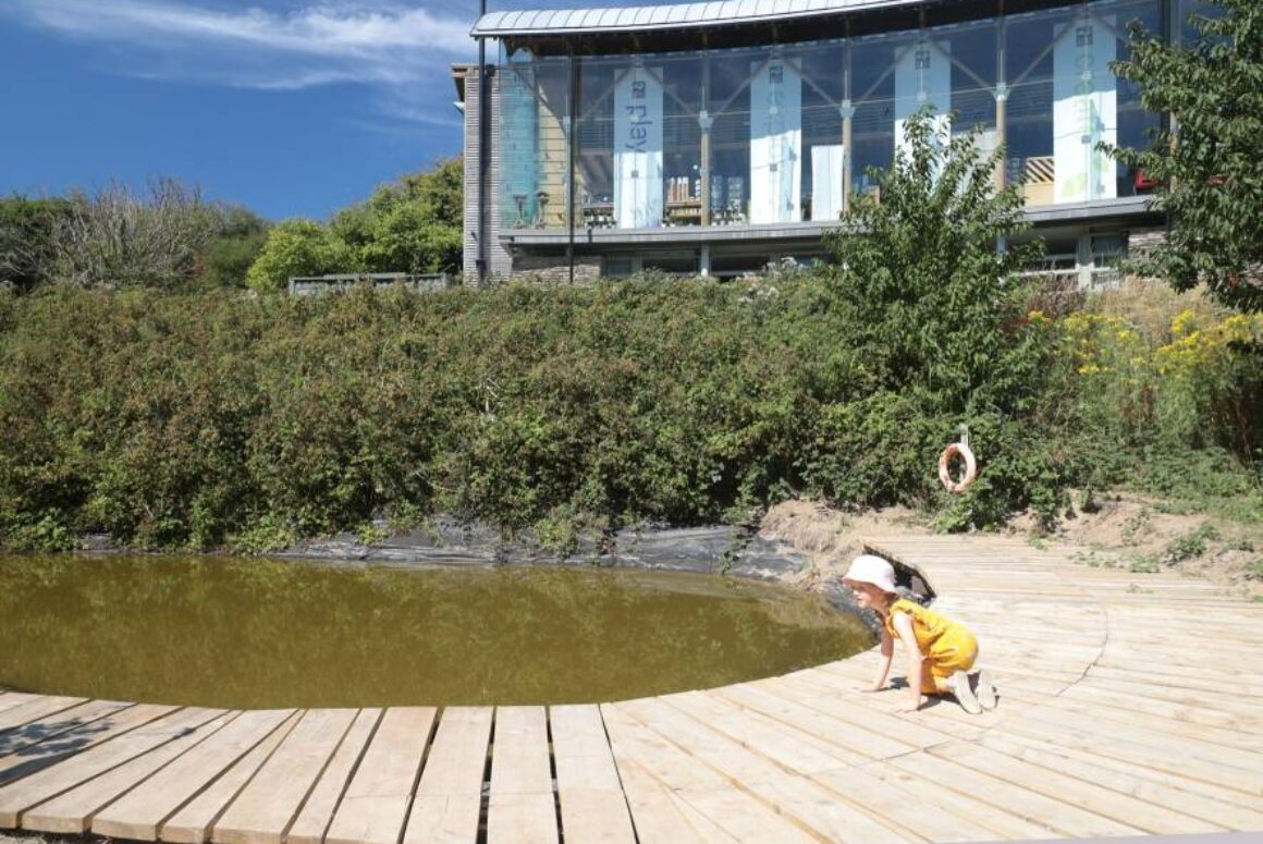 Pond Dipping Returns to the Teifi Marshes
