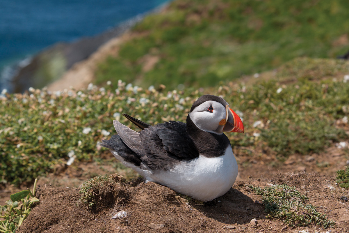 Skomer Island