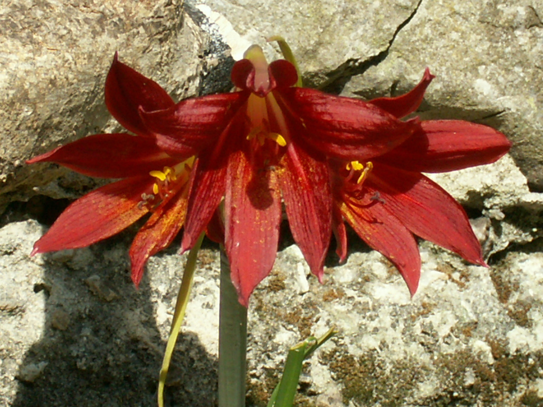 Rhodophiala bifida