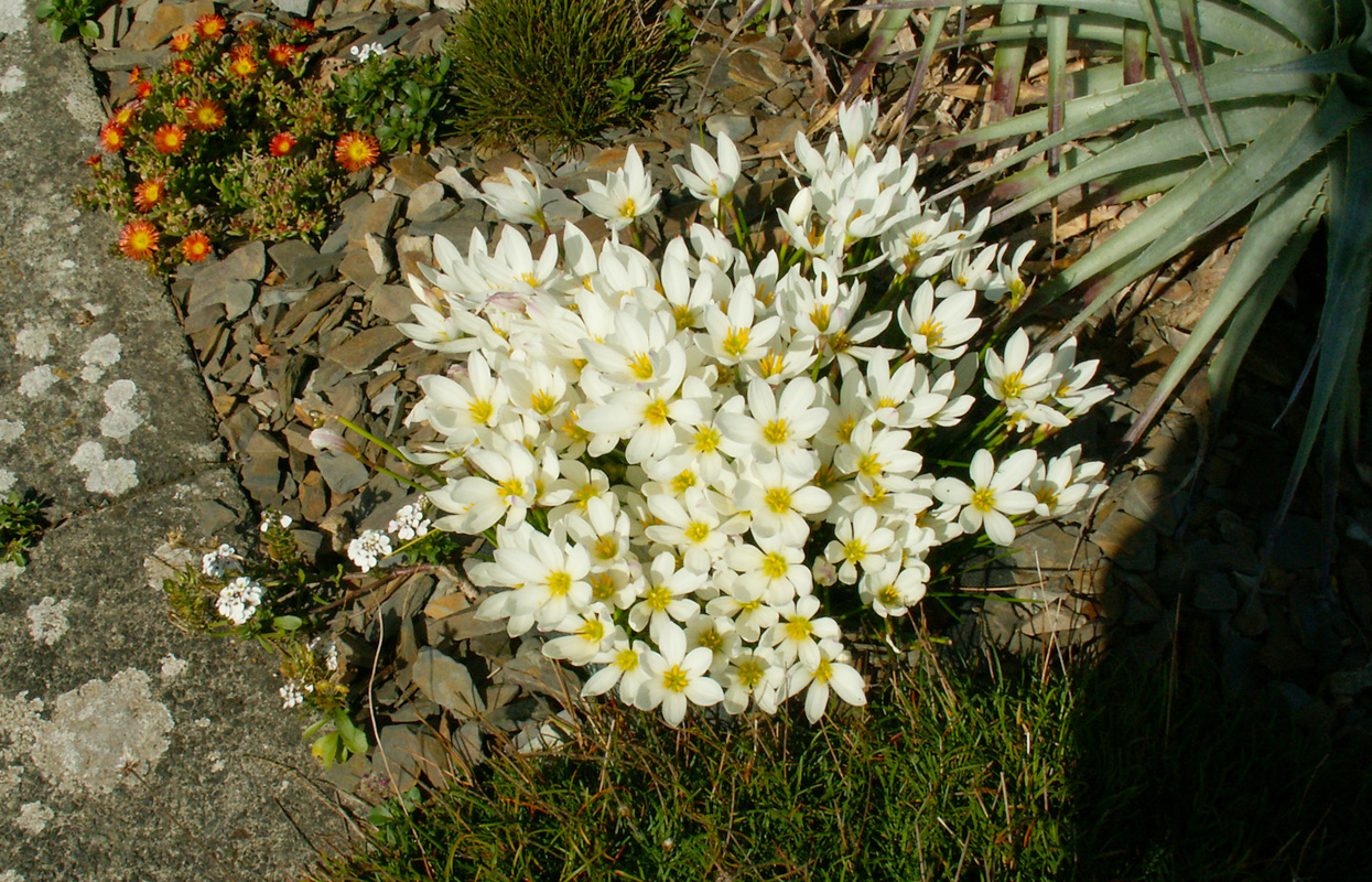 Zephyranthes candida