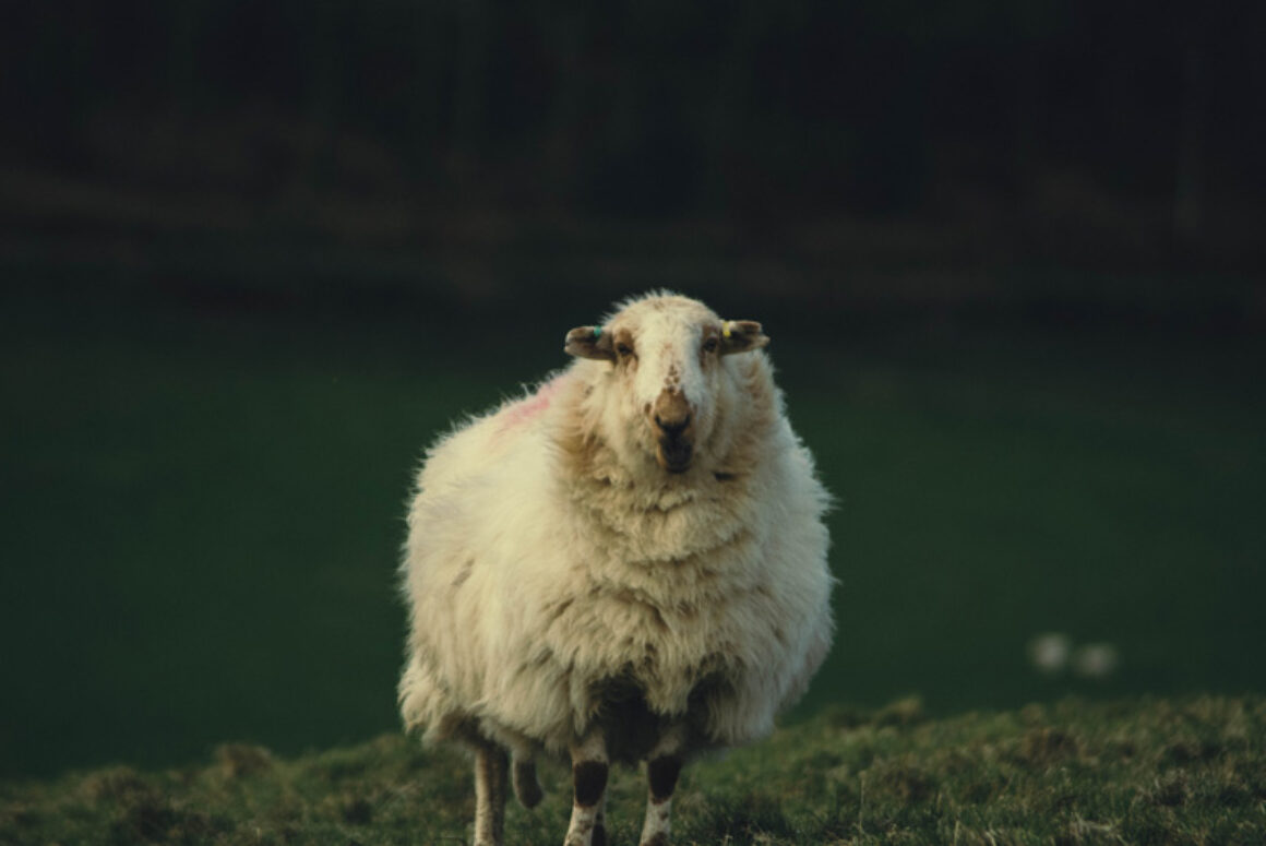 Meirionnydd Sheep Farming Family Hold Special Wool Event