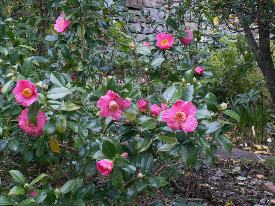 Camellia St Ewe