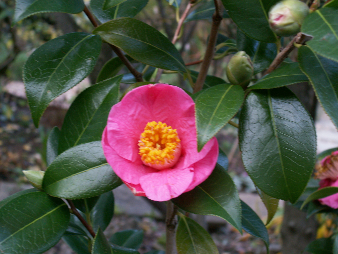Camellia St Ewe