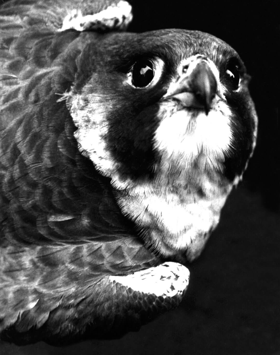 Peregrine Falcon