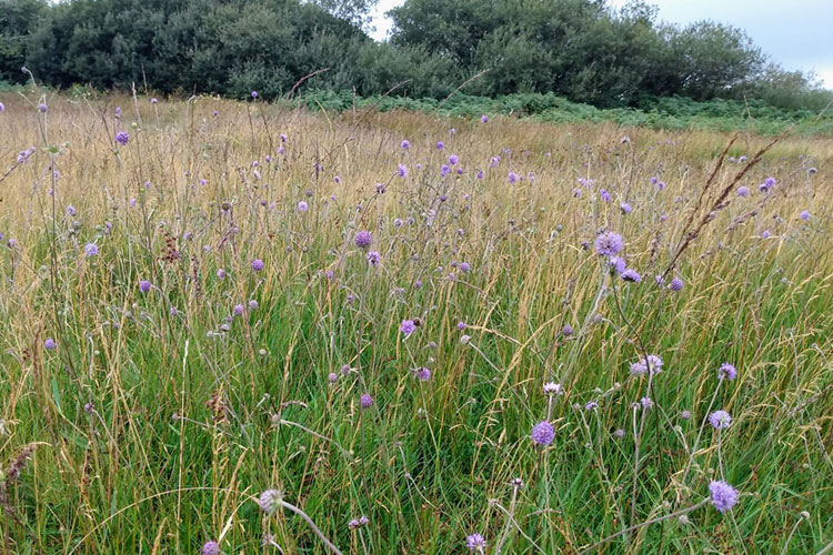 Last of the Wildflowers