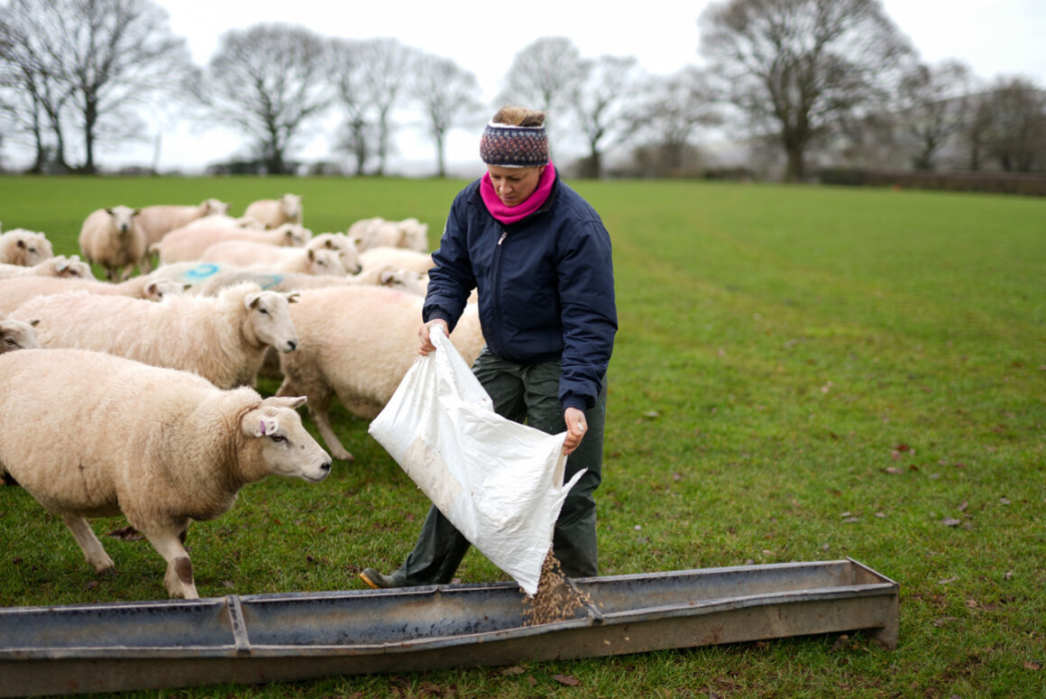 Wanted! Farming Connect is Searching for a New Entrant for a Share Farming Opportunity in Denbighshire