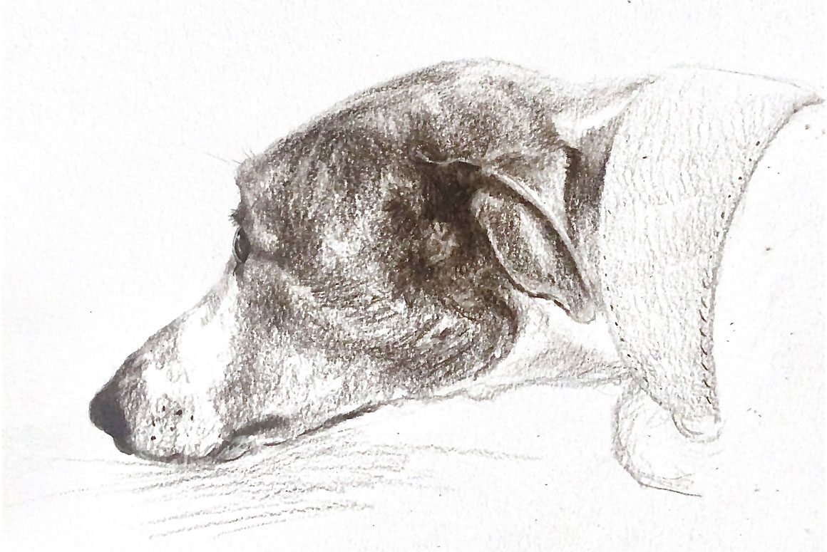 Dogs & Daffodils