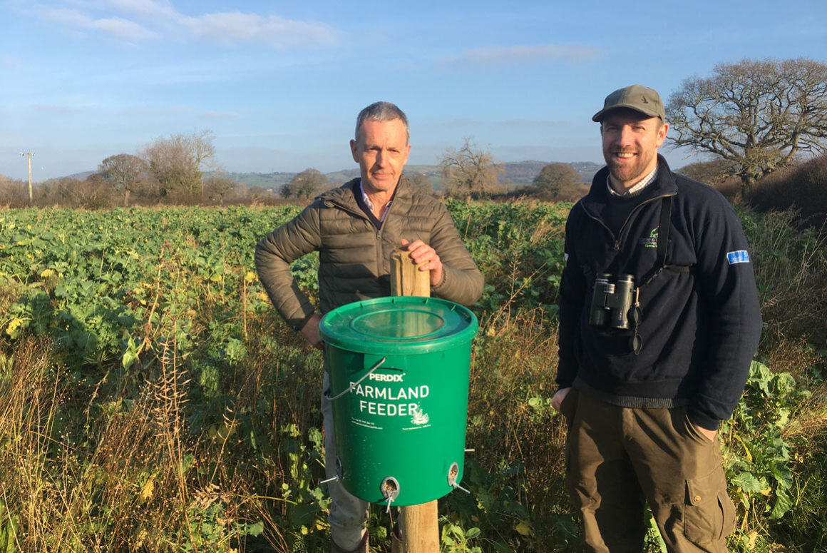 Sixfold Increase in Farmland Bird Numbers on Welsh Cover Crop Project Sites