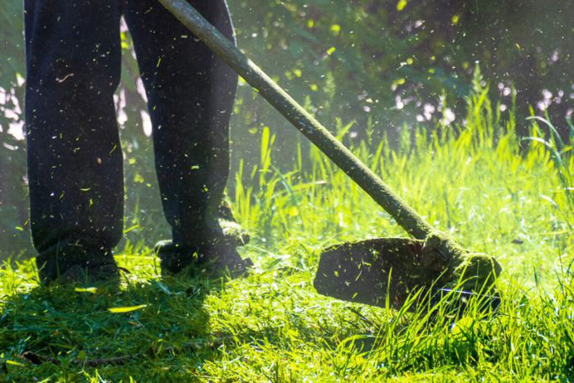 Caerphilly Grass Cutting Regime Endorsed to Promote Biodiversity
