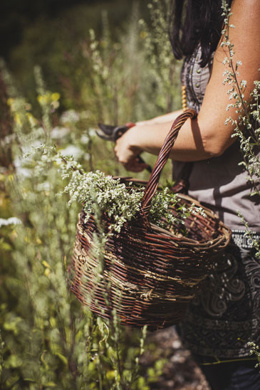 Tyfu Ceredigion project is creating a network of community gardens
