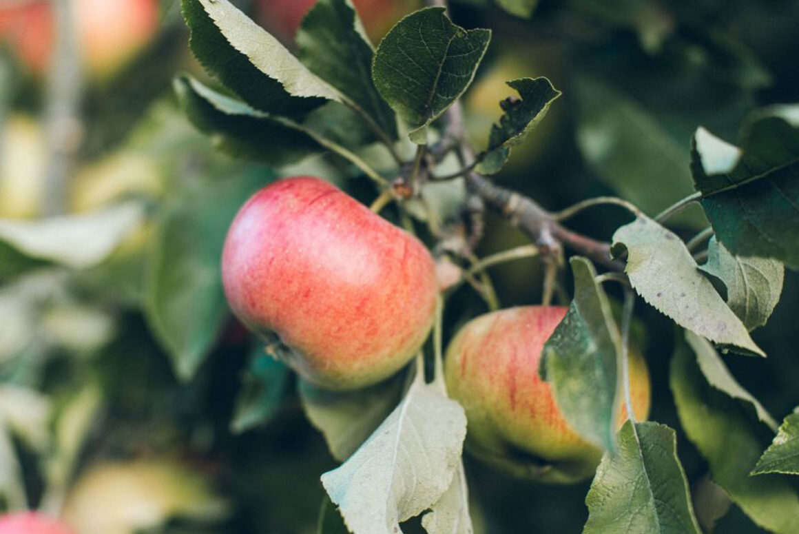 Wales Heritage Orchards Ltd Help Celebrate St Teilo’s Day Across Wales