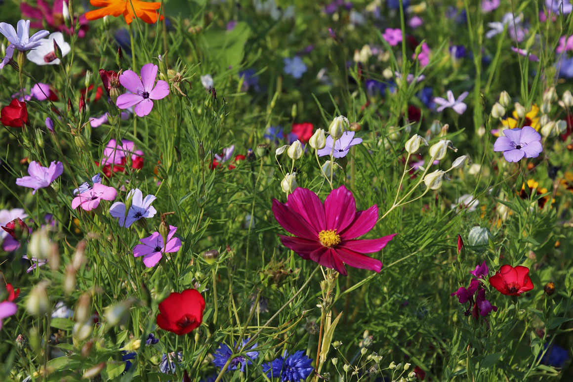 Enchanting Ideas To Transform Your Welsh Country Garden