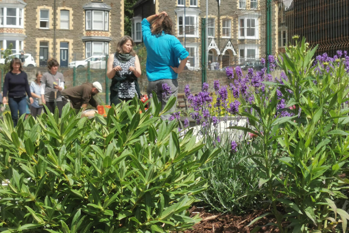 Tyfu Ceredigion Project is Creating a Network of Community Gardens