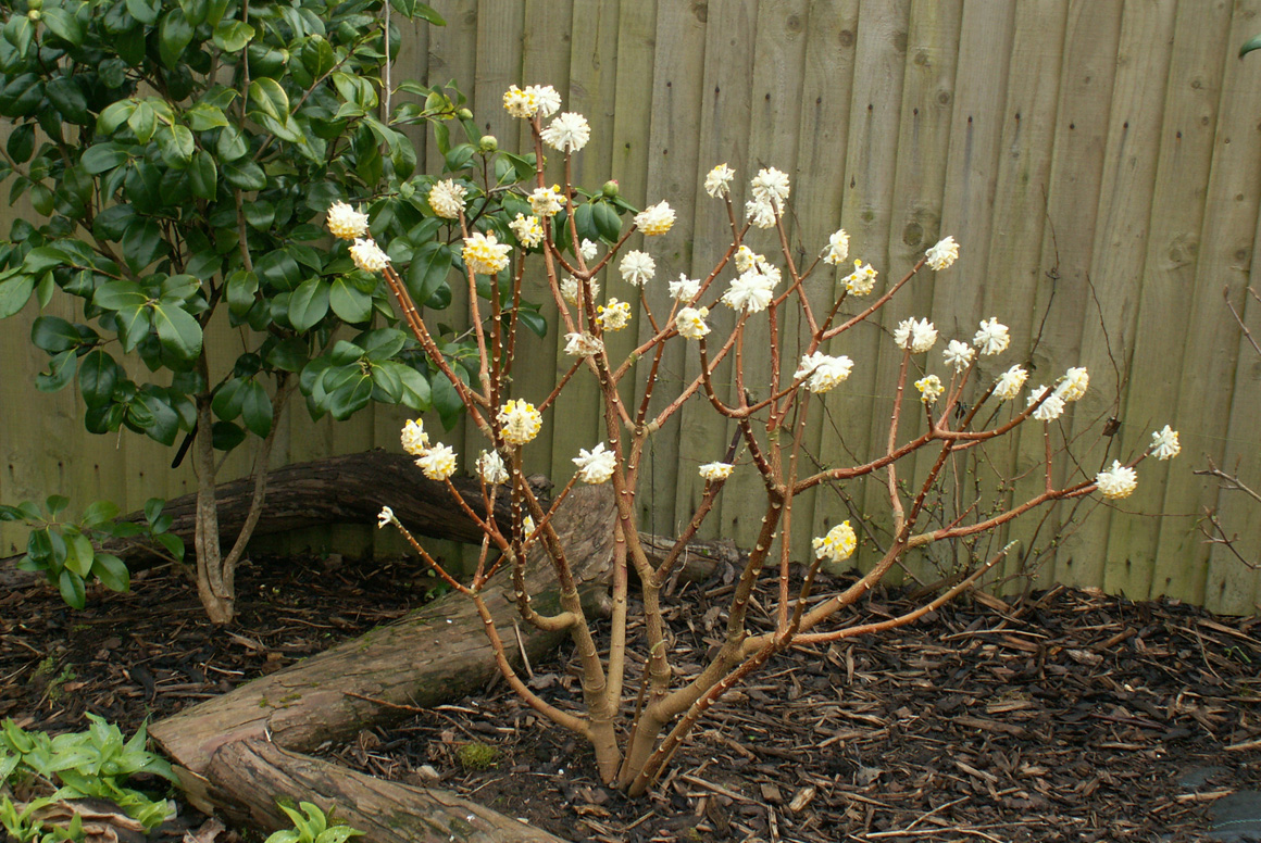 Edgeworthia chrysantha
