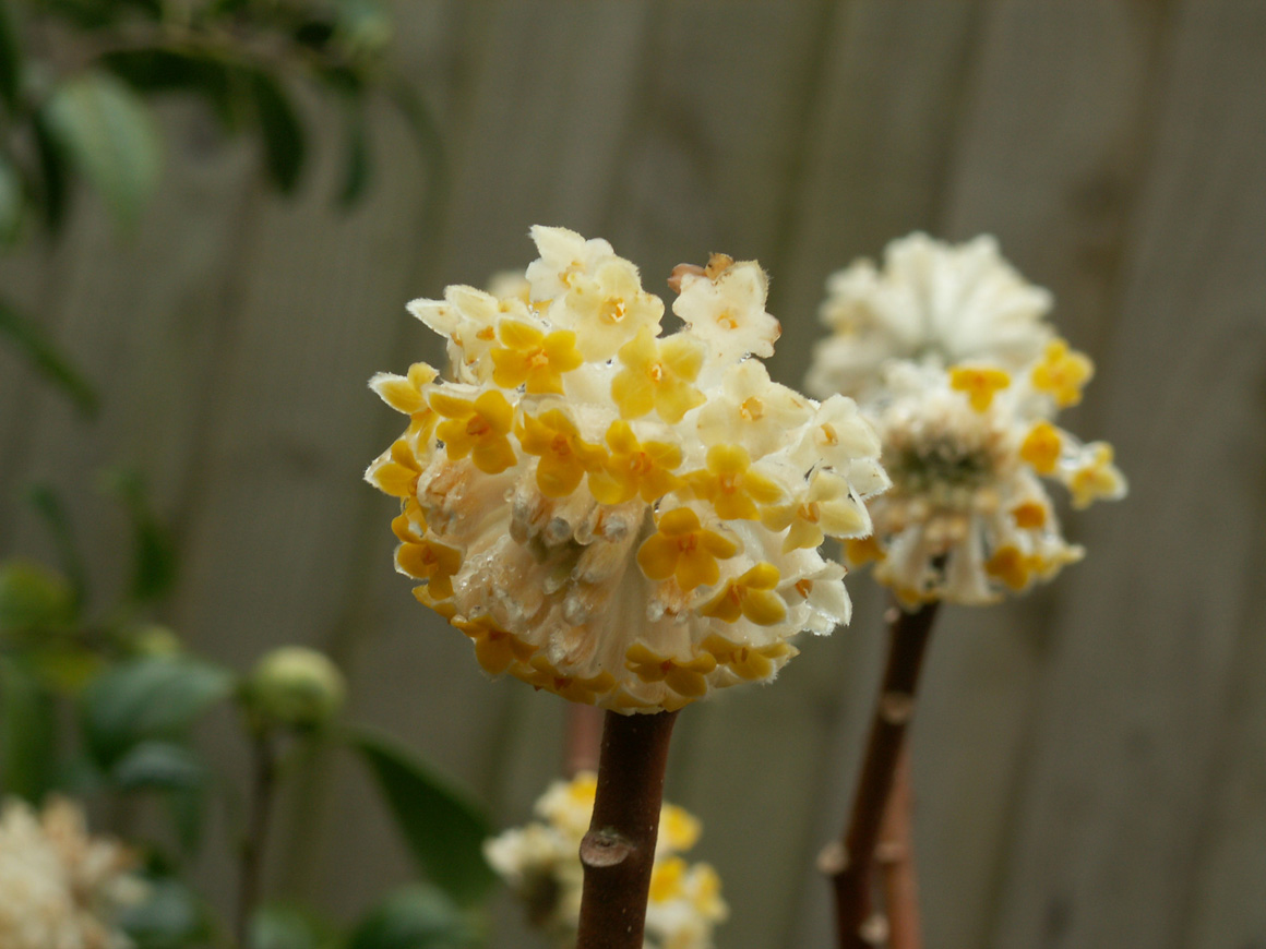 Edgeworthia chrysantha