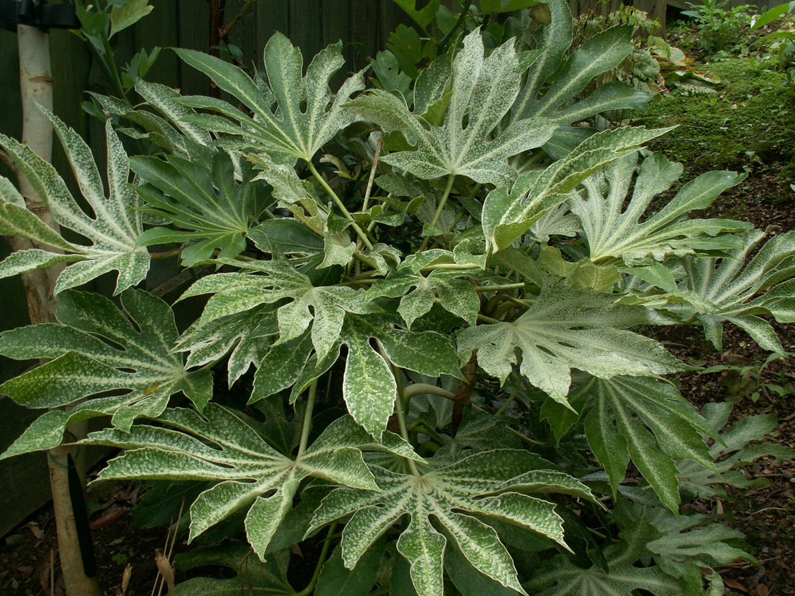 Fatsia japonica 'Spiders Web'