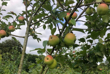 What defines a Welsh apple variety?