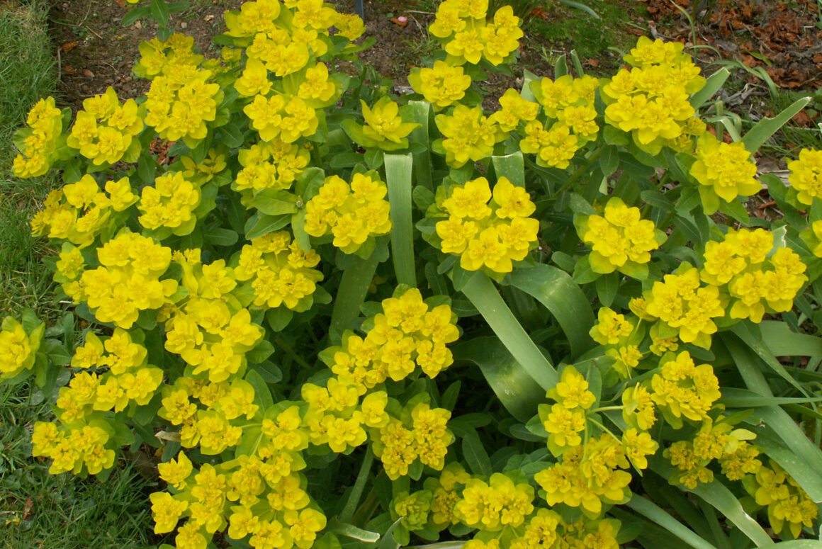 Euphorbia polychroma The Late Spring Garden 2023
