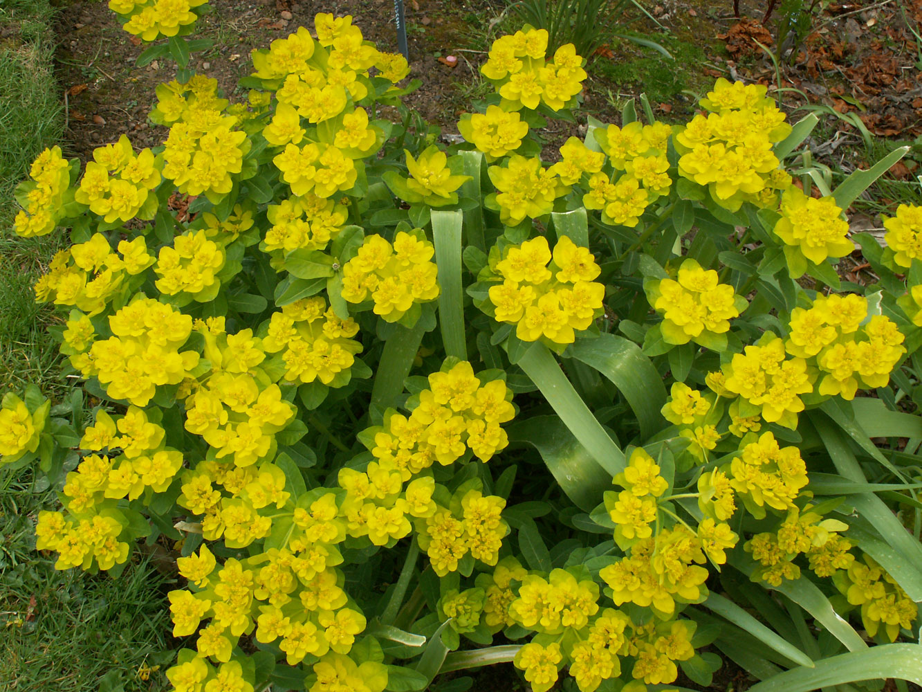 Euphorbia polychroma
