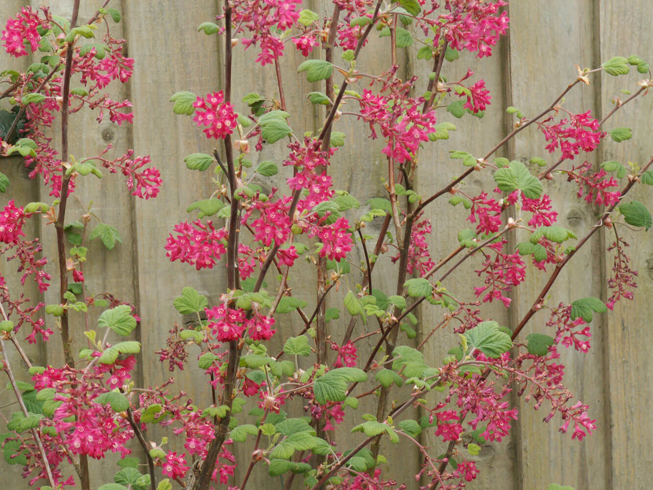 Ribes sanguineum - Scarlet Pimpernel