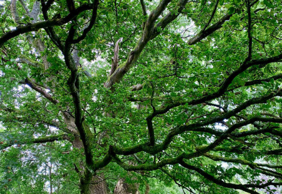 Wenallt Isaf Wenallt Isaf