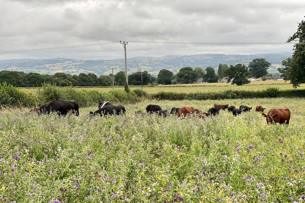 Significant boost in resilience for farms adopting nature-friendly approaches