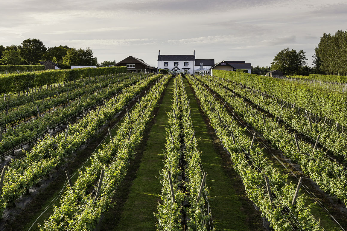 Celebrating the best of Welsh wine