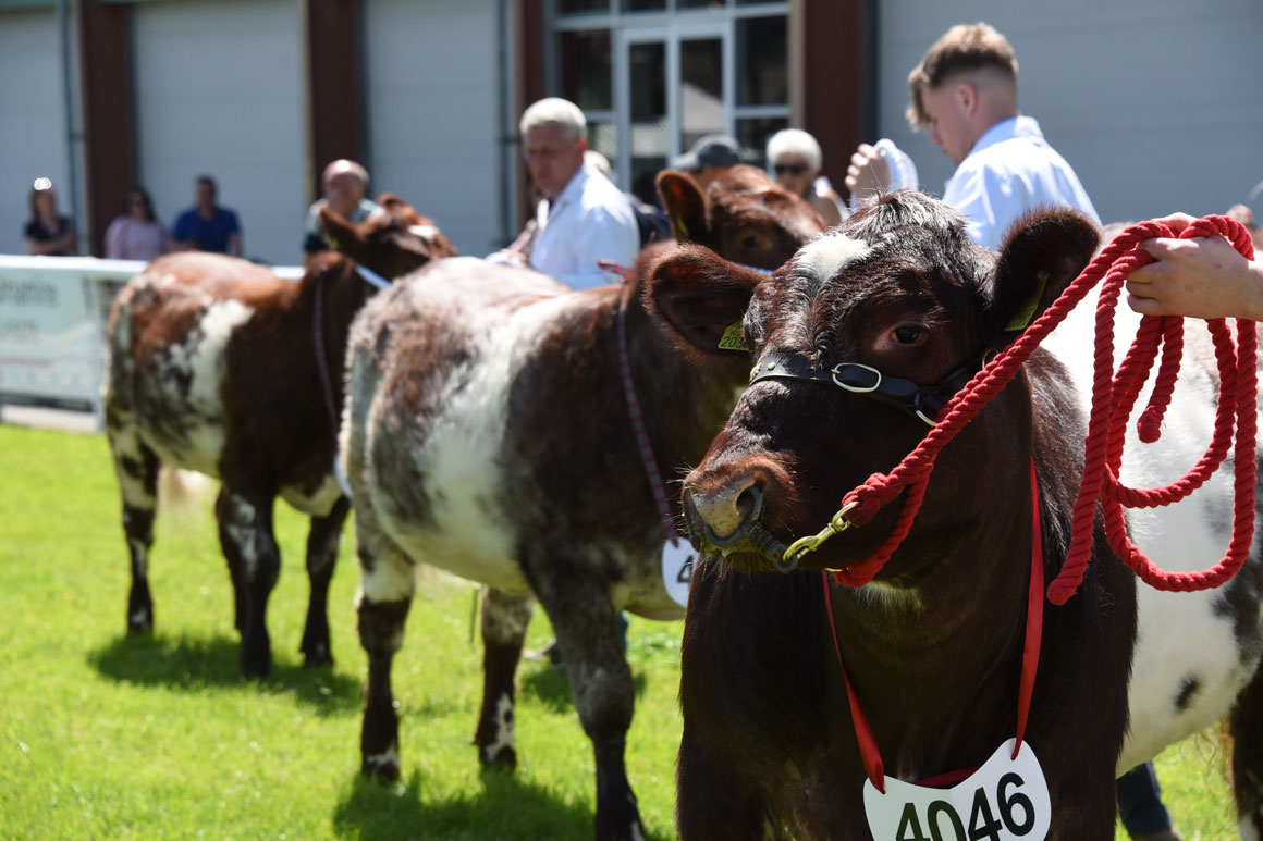 Sun shines over Llanelwedd as the 2023 show season kicks off