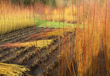 West Wales Willows