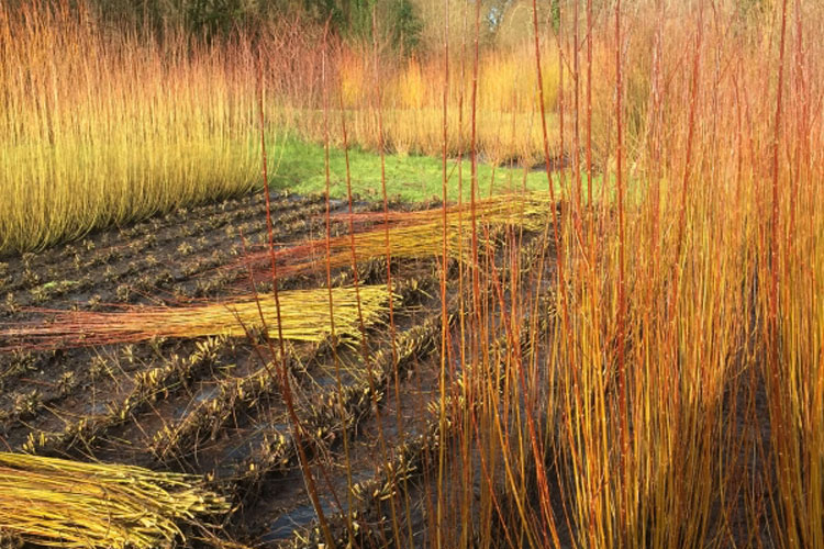 West Wales Willows