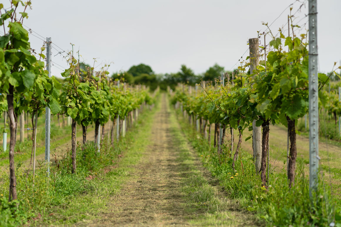 White Castle vines
