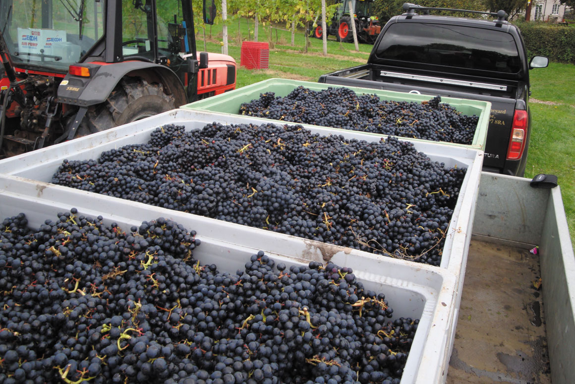White Castle grapes