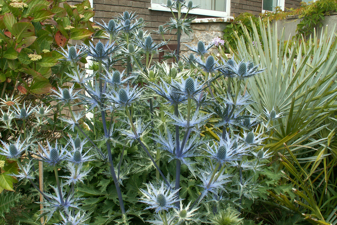 Eryngium x zabelii ‘Big Blue’