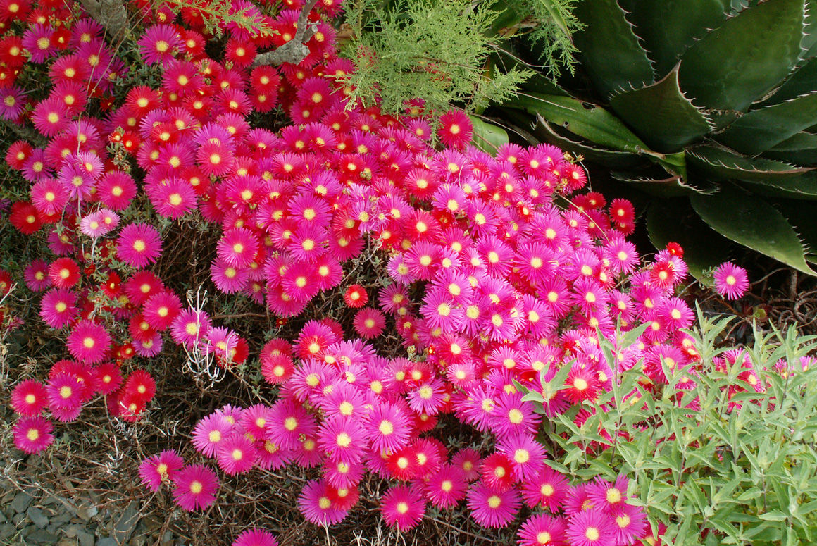 Lampranthus