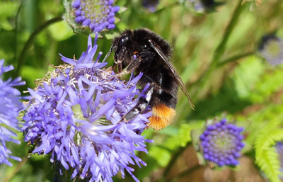 Connecting the Coast scheme