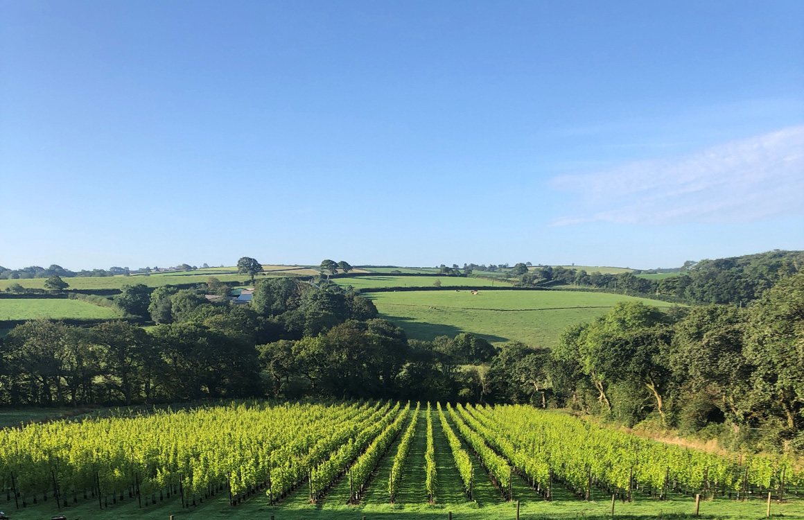 Velfrey Vineyard