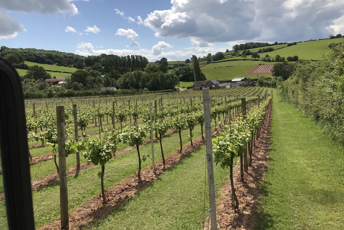 White Castle Vineyards