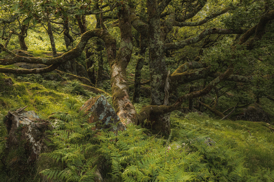 Llyn Dinas & Dinas Emrys | Eryri/ Snowdonia National Park - A Landscape Photography Paradise
