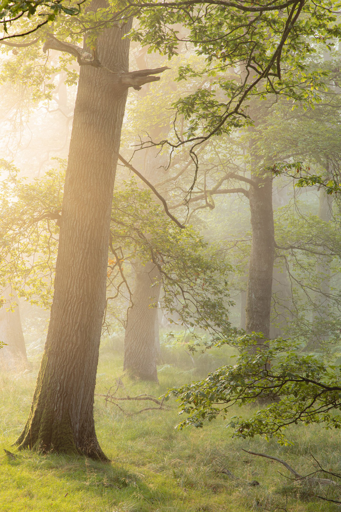 The Great Wood, Gregynog Hall - A Landscape Photography Paradise
