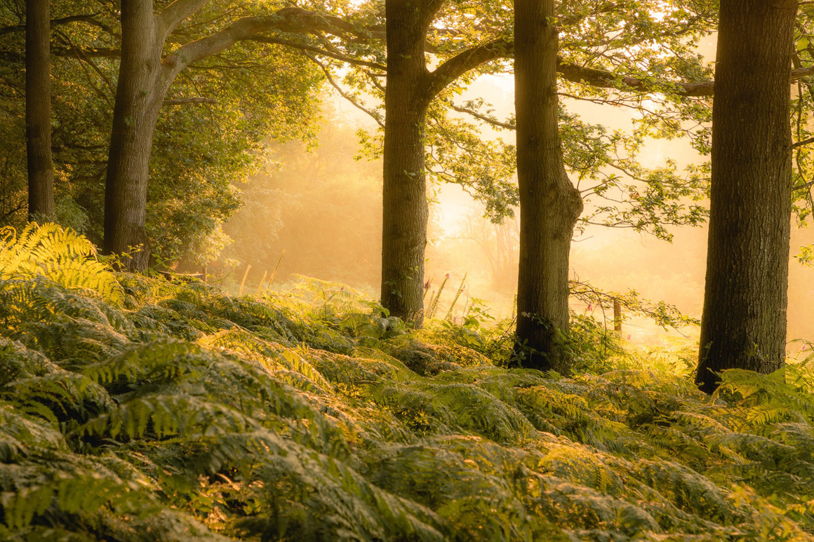 The Great Wood, Gregynog Hall - A Landscape Photography Paradise