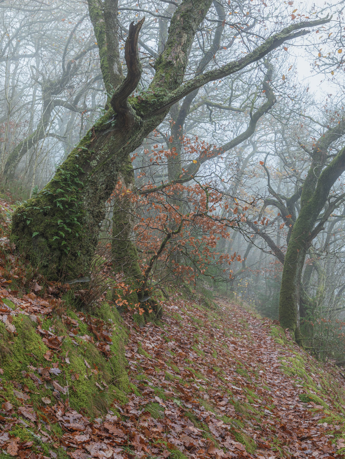 Rhiwargor & Lake Vyrnwy - Berwyn Mountains, Mid Wales - A Landscape Photography Paradise