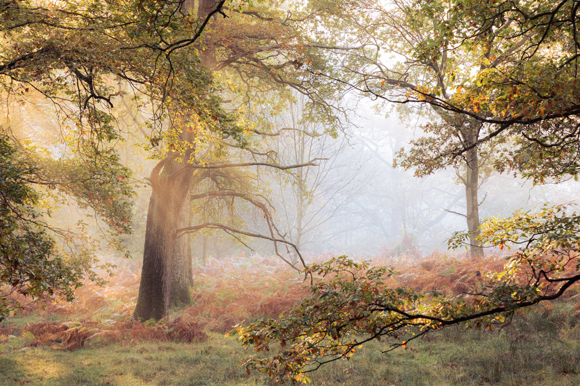 The Great Wood, Gregynog Hall - A Landscape Photography Paradise